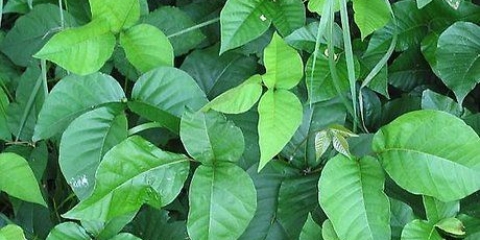 Identifiseer gif klimop