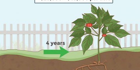 Kweek ginseng