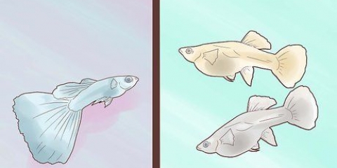 Guppy se fokken