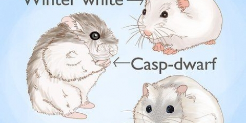 Hamsters fokken