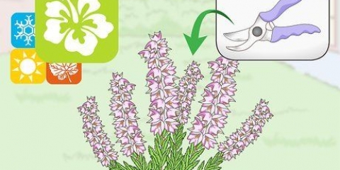 Snoei heideplante