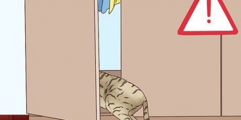 Herkennen dat 'n kat gaan bevallen