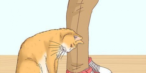 Herkennen van 'n kat 'n zwerfkat is