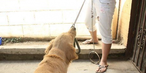 Die gedrag van jou hond kontroleer deur roedelleider te word