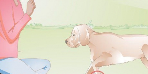 Het geseurde voetkussen van 'n hond versorgen
