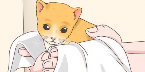 Die geslag van 'n kat bepaal