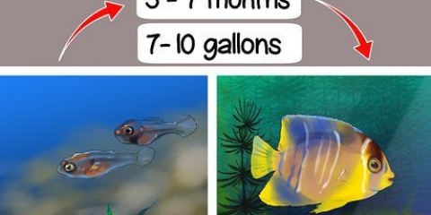 Die geslag van 'n pterophyllum bepaal