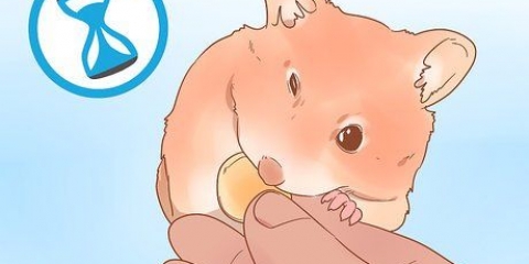Die geslag van je hamster bepaal