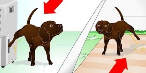 Die markeringsgedrag van jou hond afleren