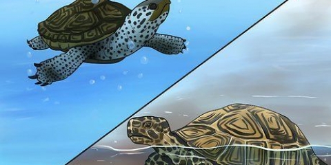 Die verskil sien tussen waterschildpadden, moerasschildpadden en landschildpadden