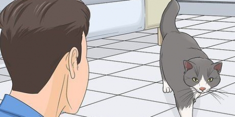 Het vertroue van 'n kat wen