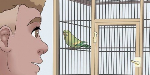 Het vertrou van jou vogel te wen