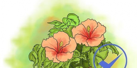 Kweek hibiscus in die buitelug