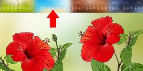 Voortplanting van hibiscus