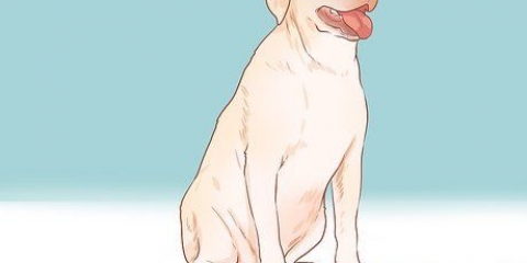 Honden aanmoedigen om te paren