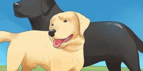 Honden laten paren