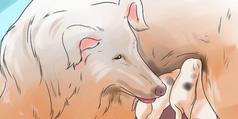Honden laten stoppen met het eten van hondenpoep
