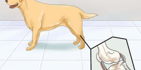 Honden met gewrichtsprobleme en stijfheid help