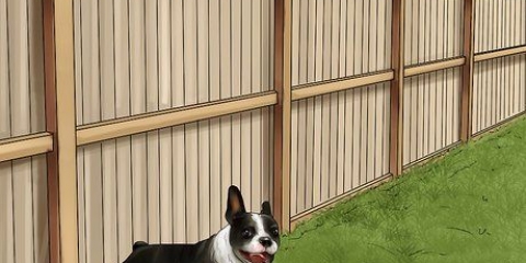 Honden ontmoedigen om in die tuin te poepen
