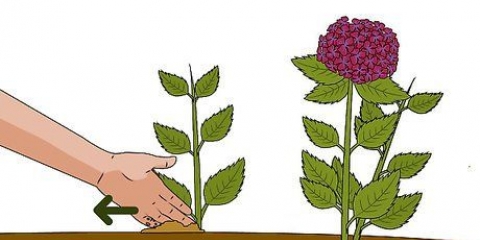 Kweek hortensia's uit steggies