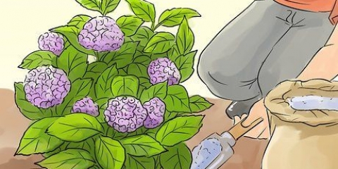 Berei hortensia's vir die winter voor