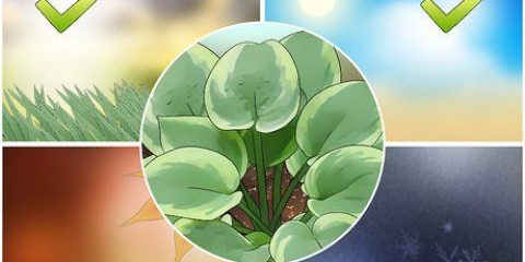 Hosta plante