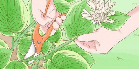 Hostas snoei