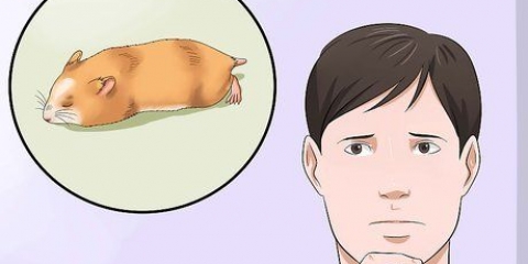 Begryp as jy hamster nie beweeg nie