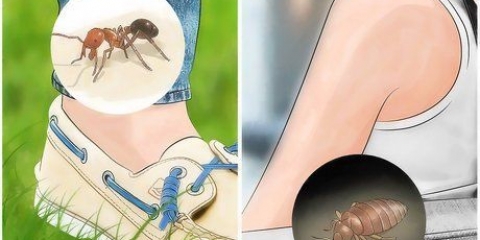 Insectenbeten herkennen