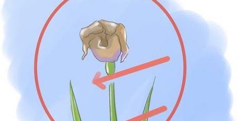Versorging van irisse wanneer die blomme sterf