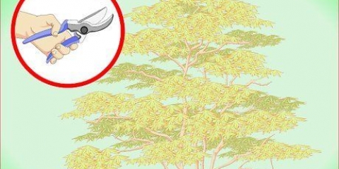 Snoei japannese esdoorn
