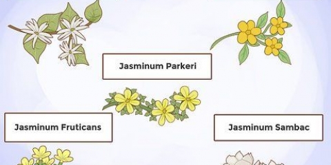 Kweek jasmyn