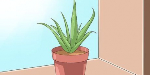 Sorg vir jou aloe vera