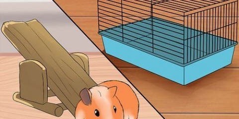 Je cavia gelukkig maak sonder 'n tweede cavia