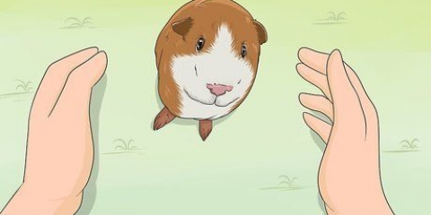 Je cavia trainen