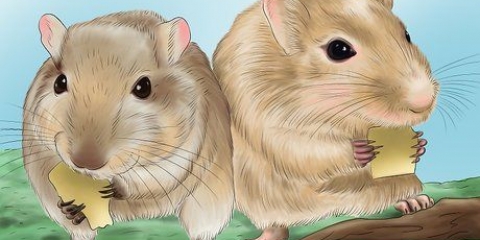 Je gerbil gelukkig maak