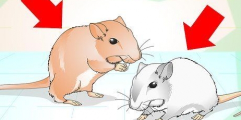 Je gerbils maak