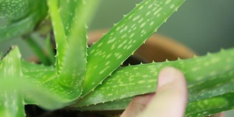 Versorg jou hare met aloe vera