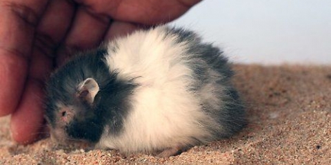 Je hamster in slegte doen