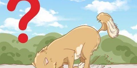Je hond afleren te graven