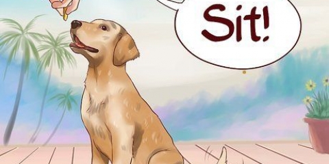 Je hond basiscommando se leer