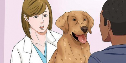 Je hond droogvoer laat eten