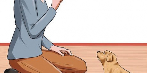 Je hond gehoorzaamheidsopleiding gee vir hy 10 weke oud is