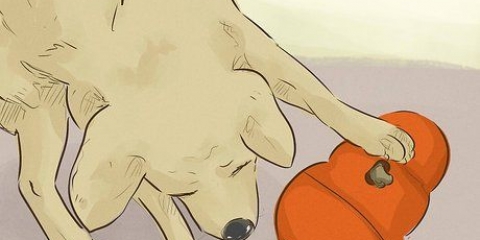 Je hond gelukkig hou
