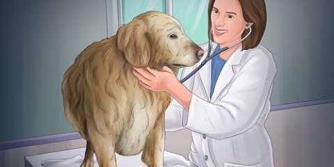 Je hond help as ze bevallen is