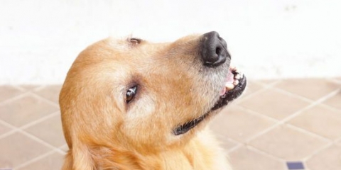 Je hond laat afkoelen