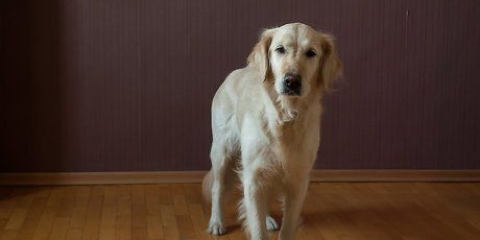 Je hond leer sit