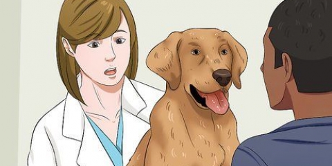 Je hond op dieet zetten