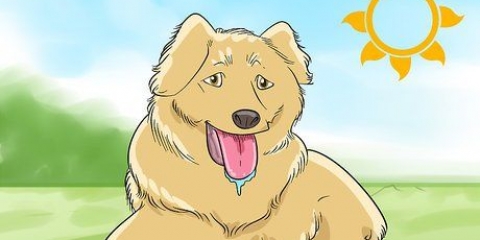 Je hond scheren