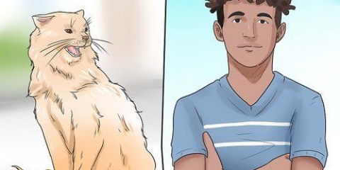 Je kat afleren te byten en te krabben